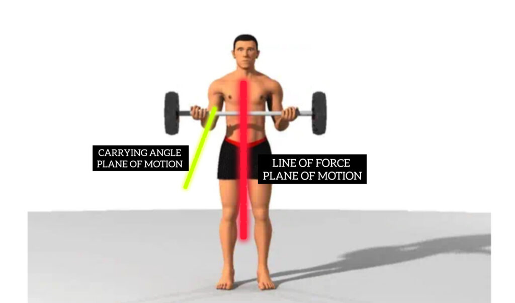 A subject Performing a standing barbell bicep curl