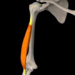 Tricep long head anatomy